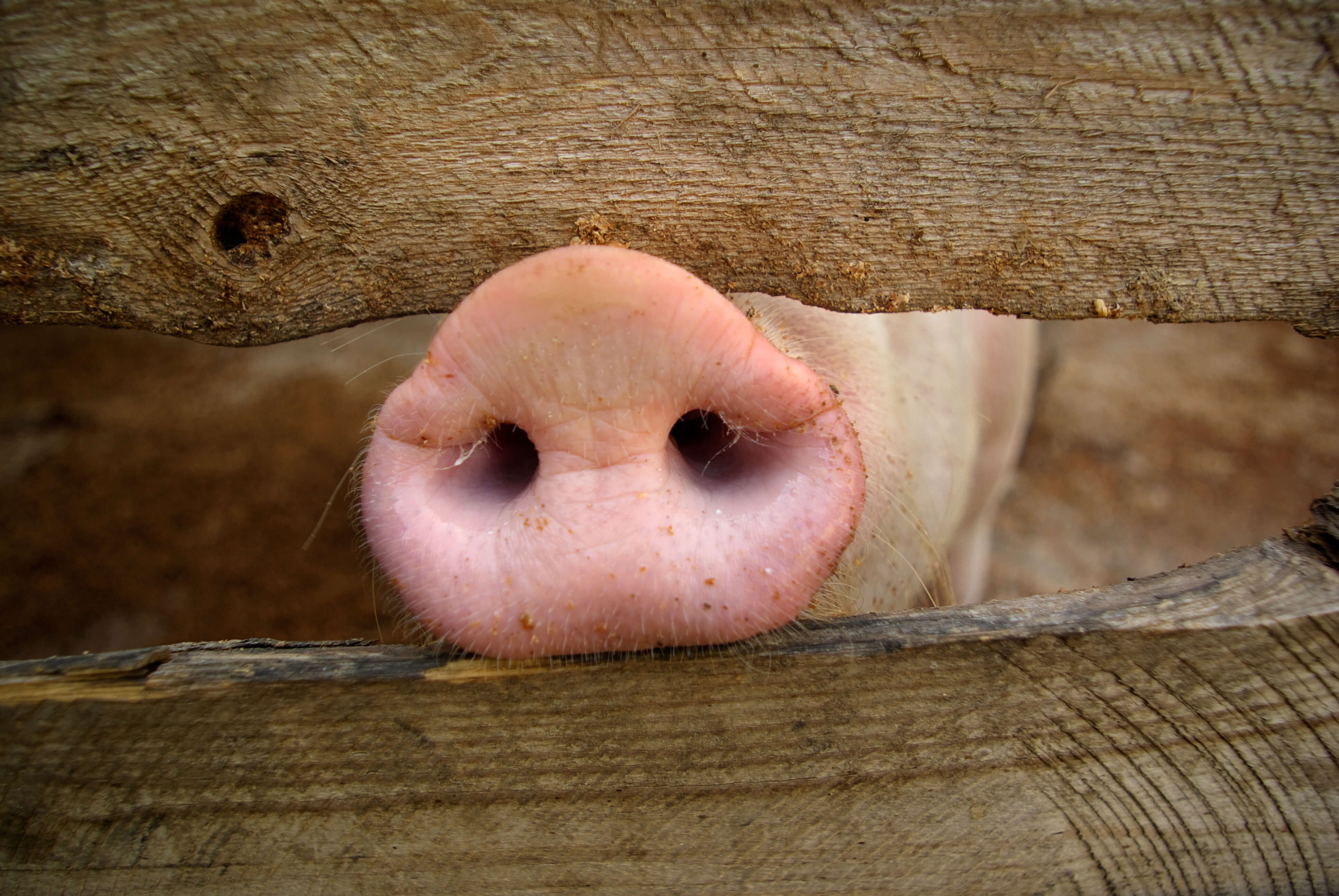Thumbnail image of a pig